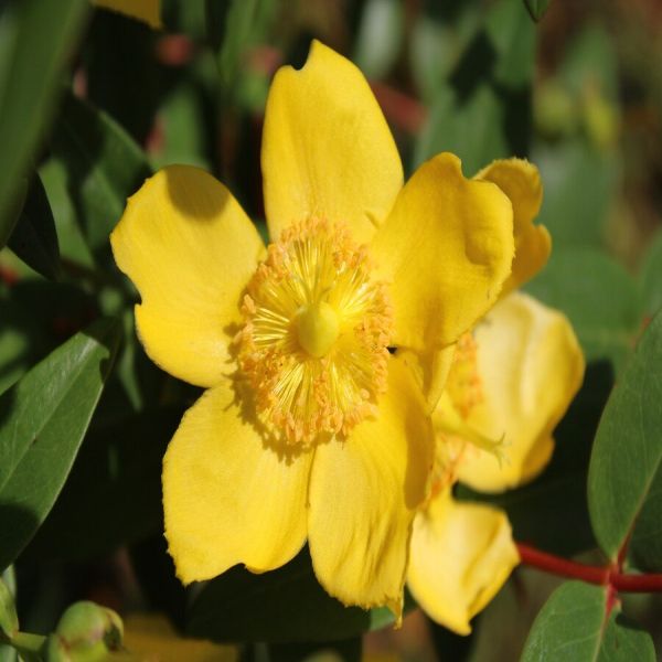Hypericum perforatum in injuries &pains