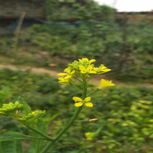 Hypericum perforatum in neuro psychiatric disorders- research updates